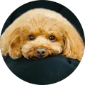 reirei Avatar